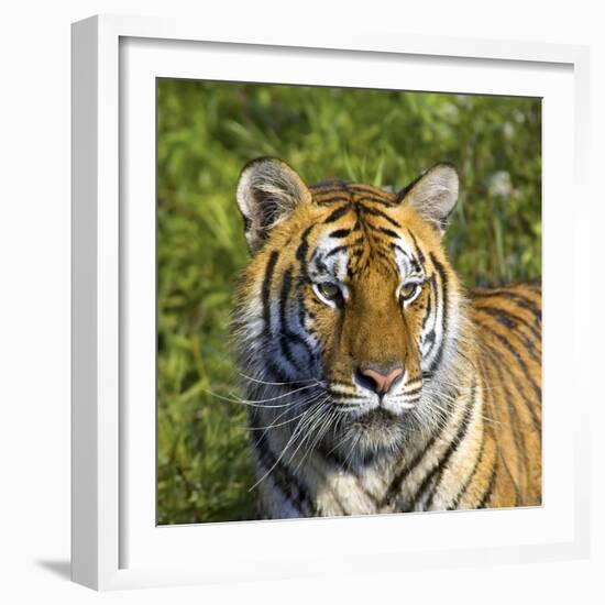 Tiger-null-Framed Photographic Print