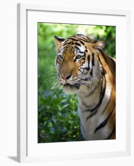 Tiger-Gordon Semmens-Framed Photographic Print