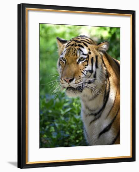 Tiger-Gordon Semmens-Framed Photographic Print