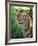 Tiger-Gordon Semmens-Framed Photographic Print