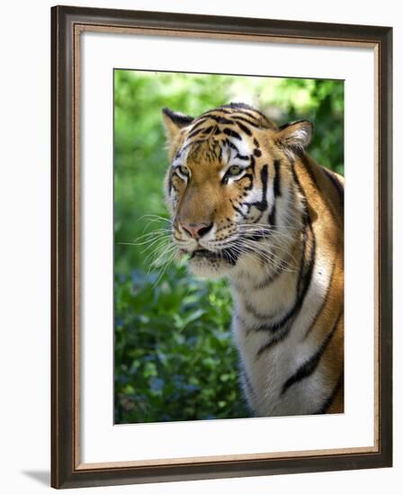 Tiger-Gordon Semmens-Framed Photographic Print