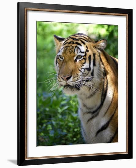 Tiger-Gordon Semmens-Framed Photographic Print