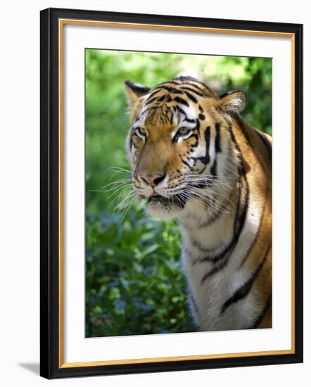 Tiger-Gordon Semmens-Framed Photographic Print