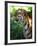 Tiger-Gordon Semmens-Framed Photographic Print