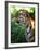 Tiger-Gordon Semmens-Framed Photographic Print