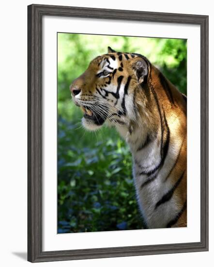 Tiger-Gordon Semmens-Framed Photographic Print