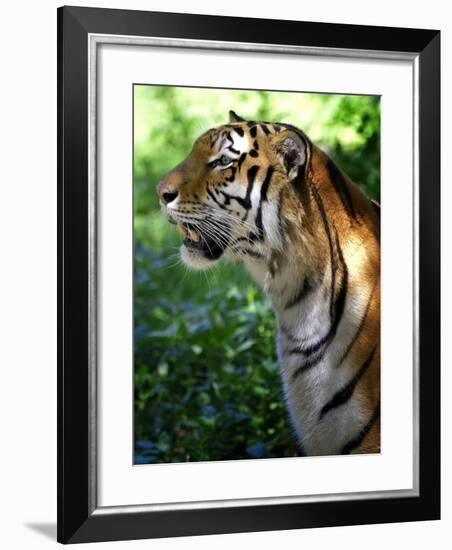 Tiger-Gordon Semmens-Framed Photographic Print