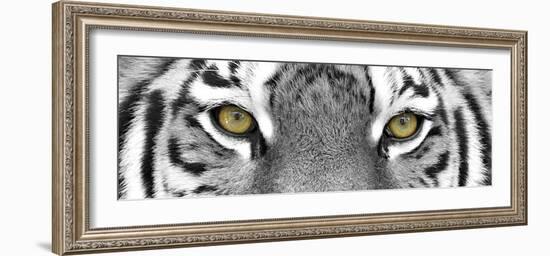 Tiger-PhotoINC-Framed Photographic Print