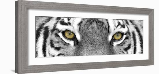 Tiger-PhotoINC-Framed Photographic Print