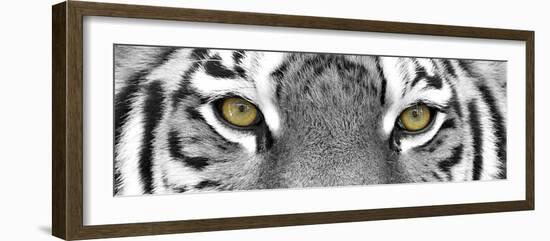 Tiger-PhotoINC-Framed Photographic Print