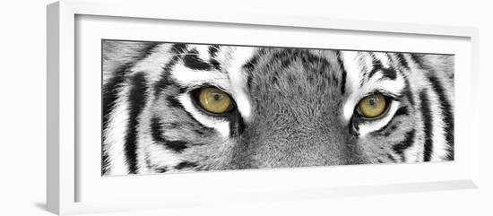 Tiger-PhotoINC-Framed Photographic Print