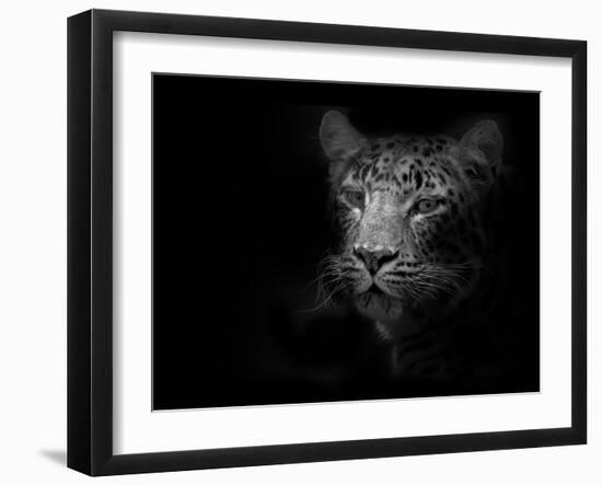 Tiger-Lori Hutchison-Framed Photographic Print