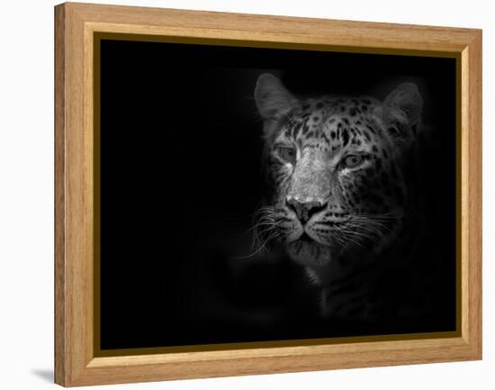 Tiger-Lori Hutchison-Framed Premier Image Canvas