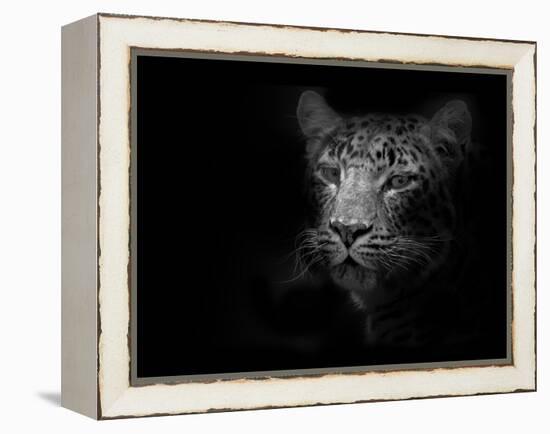 Tiger-Lori Hutchison-Framed Premier Image Canvas