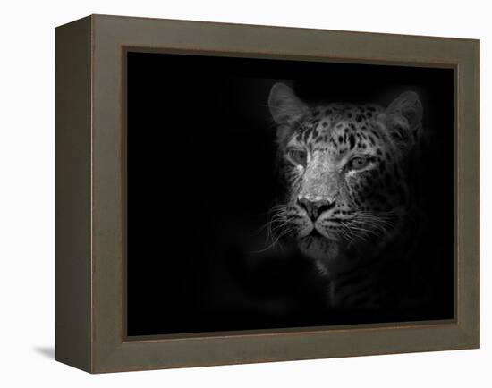 Tiger-Lori Hutchison-Framed Premier Image Canvas