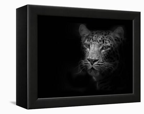 Tiger-Lori Hutchison-Framed Premier Image Canvas