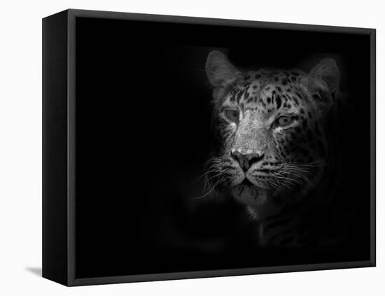 Tiger-Lori Hutchison-Framed Premier Image Canvas