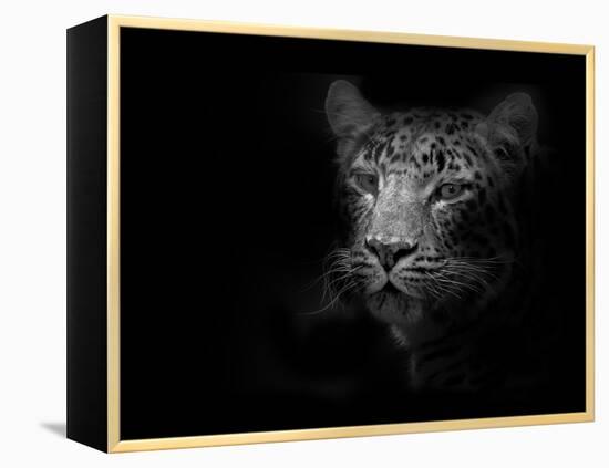 Tiger-Lori Hutchison-Framed Premier Image Canvas