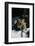 Tiger-null-Framed Photographic Print