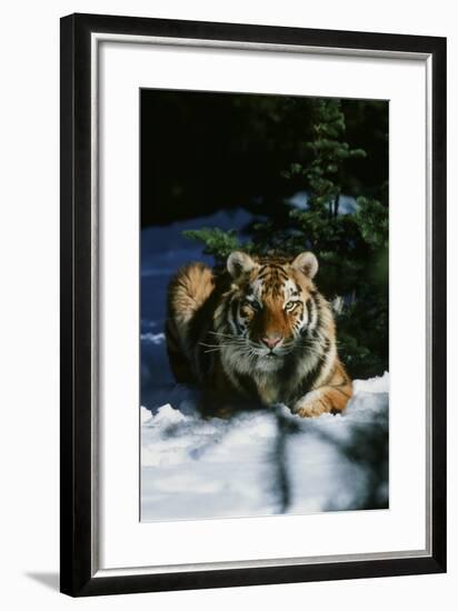 Tiger-null-Framed Photographic Print