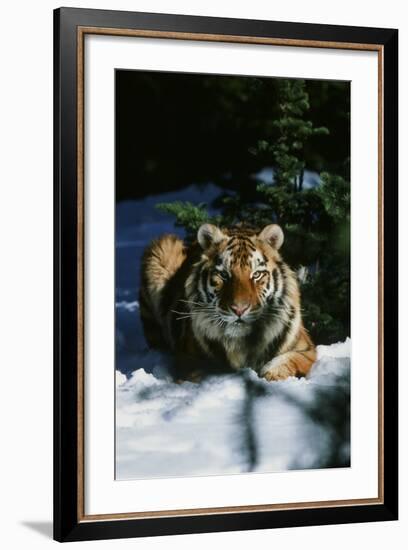 Tiger-null-Framed Photographic Print