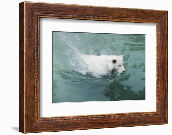 Tiger-null-Framed Photographic Print