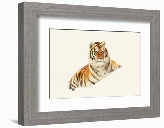 Tiger-null-Framed Photographic Print