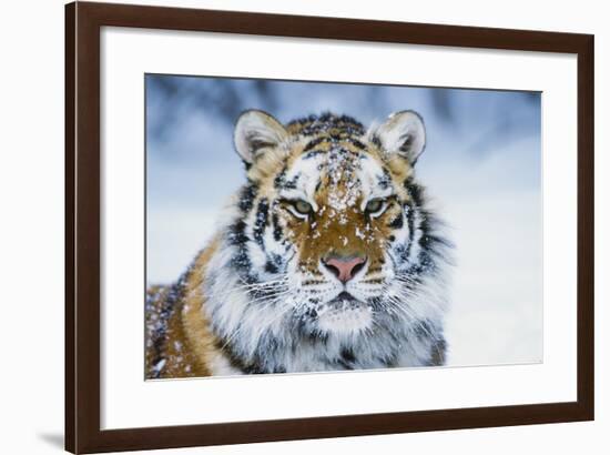 Tiger-null-Framed Photographic Print