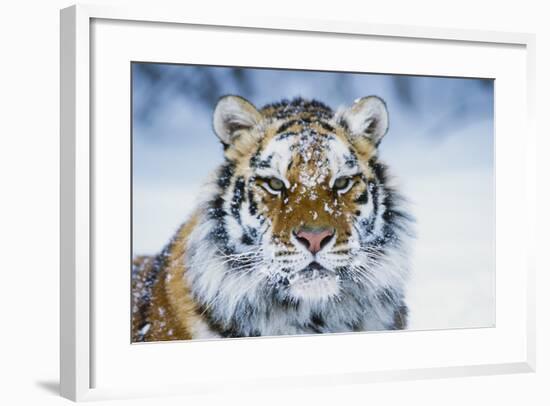 Tiger-null-Framed Photographic Print