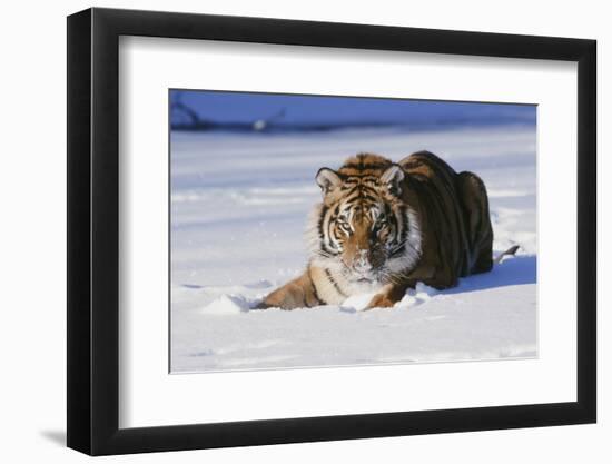 Tiger-null-Framed Photographic Print