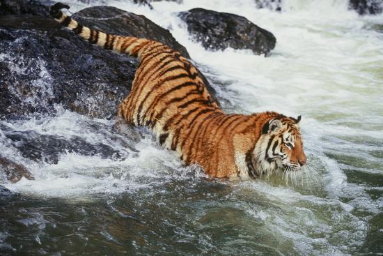 Photographic Print, , large