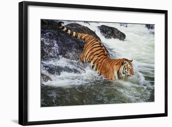 Tiger-null-Framed Photographic Print