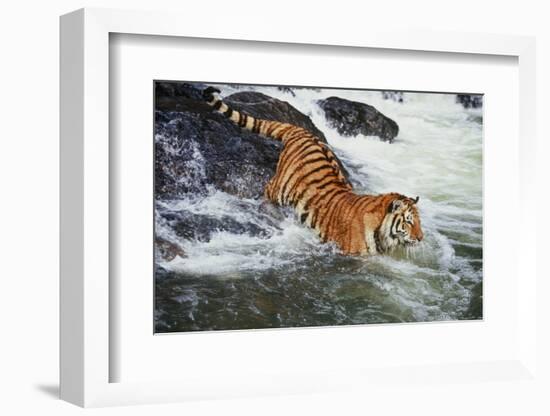 Tiger-null-Framed Photographic Print