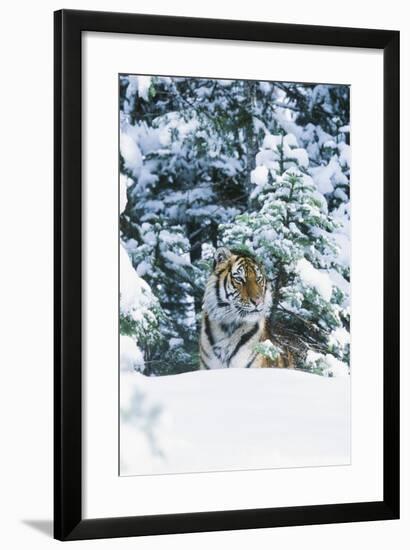 Tiger-null-Framed Photographic Print