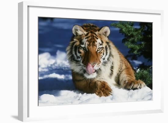 Tiger-null-Framed Photographic Print