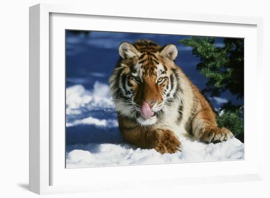 Tiger-null-Framed Photographic Print