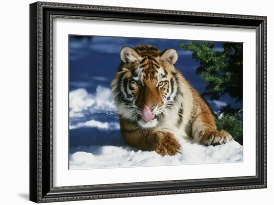 Tiger-null-Framed Photographic Print