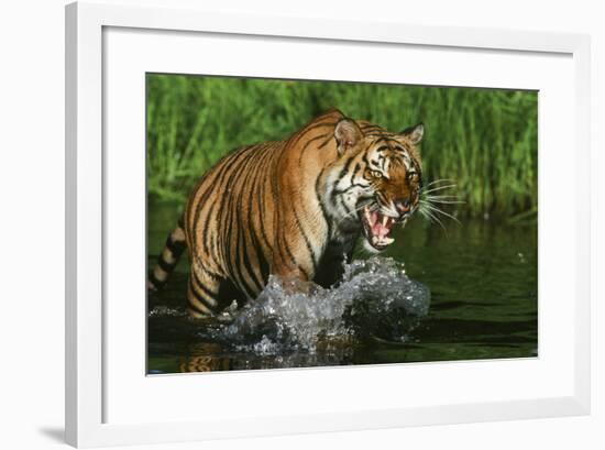 Tiger-null-Framed Photographic Print