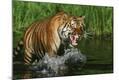 Photographic Print