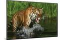 Photographic Print
