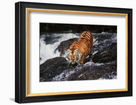 Tiger-null-Framed Photographic Print