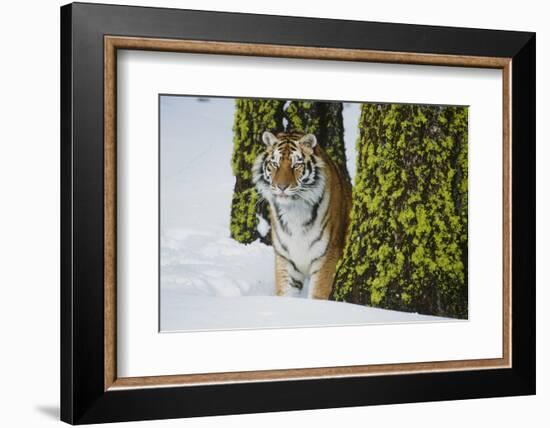 Tiger-null-Framed Photographic Print