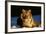 Tiger-null-Framed Photographic Print