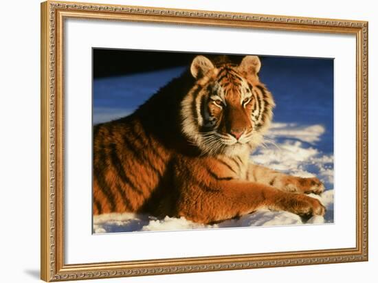 Tiger-null-Framed Photographic Print