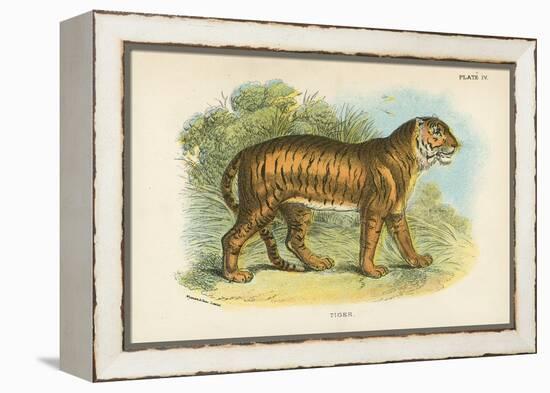 Tiger-English School-Framed Premier Image Canvas