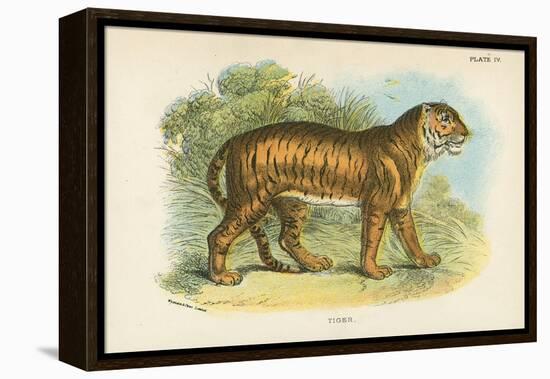 Tiger-English School-Framed Premier Image Canvas