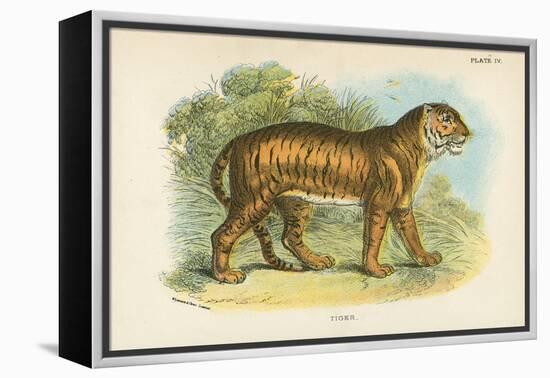 Tiger-English School-Framed Premier Image Canvas