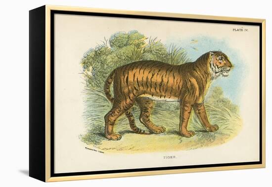 Tiger-English School-Framed Premier Image Canvas