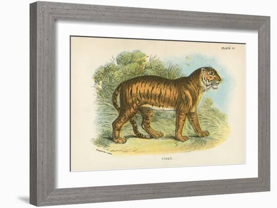 Tiger-English School-Framed Giclee Print