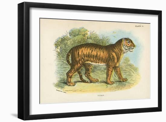 Tiger-English School-Framed Giclee Print